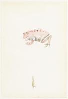 KT 2013 045
<br/>
Roze gekleurde pad en profil naar links
<br/>
<em>Melle (1908-1976)</em>